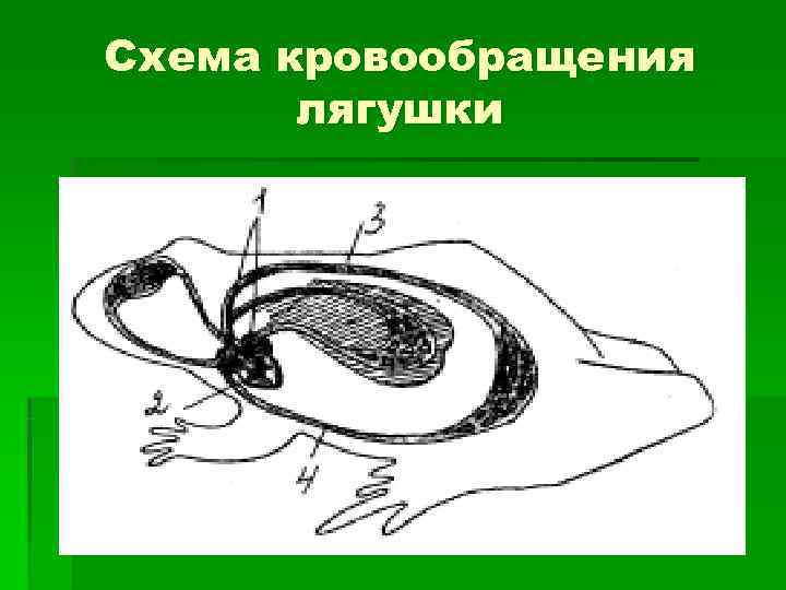 Схема кровообращения  лягушки 