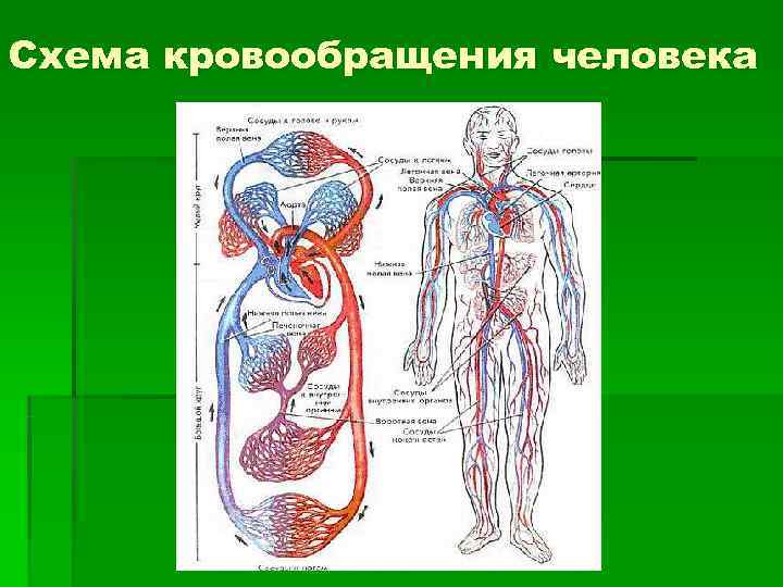 Кровообращение человека схема. Система кровообращения схема. Циркуляция крови в организме человека схема. Болезни органов кровообращения. Физиология кровообращения человека.