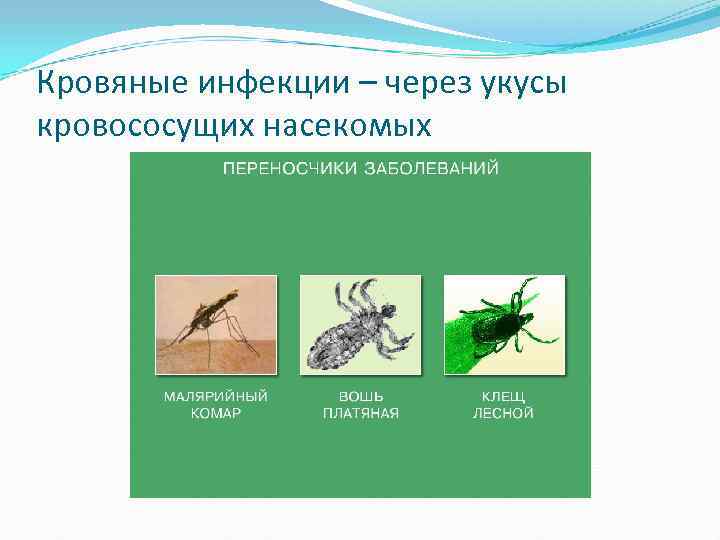 Кровяные инфекции – через укусы кровососущих насекомых 