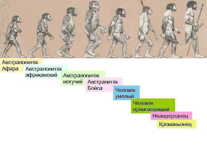 Австралопитек Афара Австралопитек   африканский Австралопитек     могучий Австрапитек 