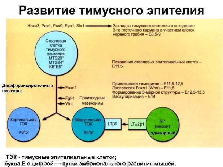  Развитие тимусного эпителия Дифференцировочные факторы     одинарный ТЭК - тимусные