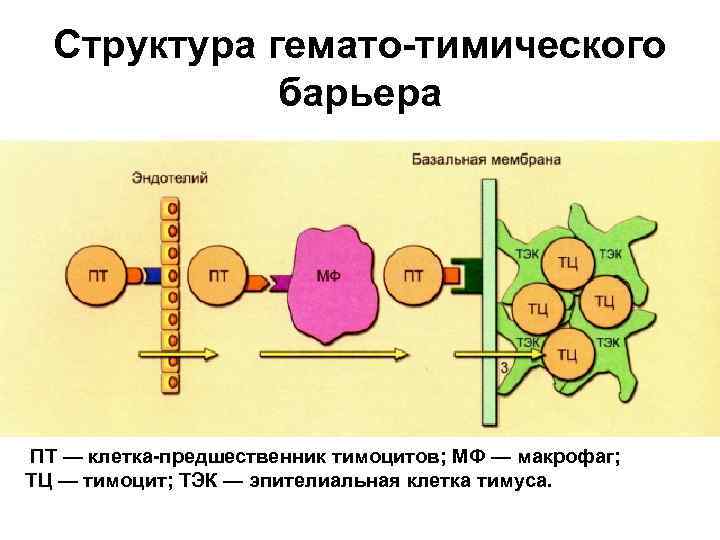 Гематотимусный барьер гистология схема