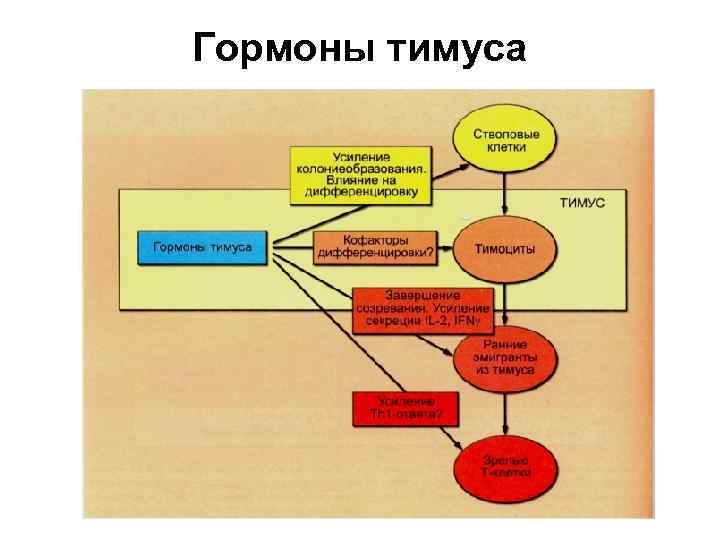 Гормоны тимуса 
