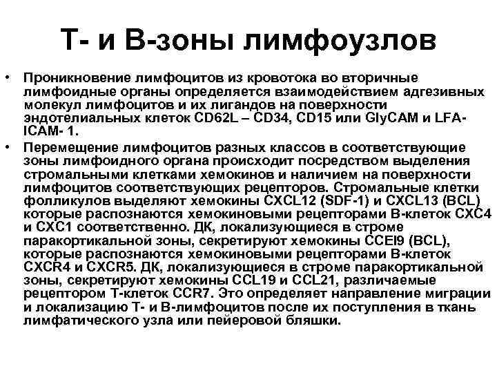   Т- и В-зоны лимфоузлов • Проникновение лимфоцитов из кровотока во вторичные 