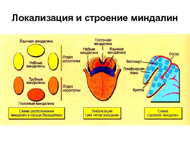 Локализация и строение миндалин 