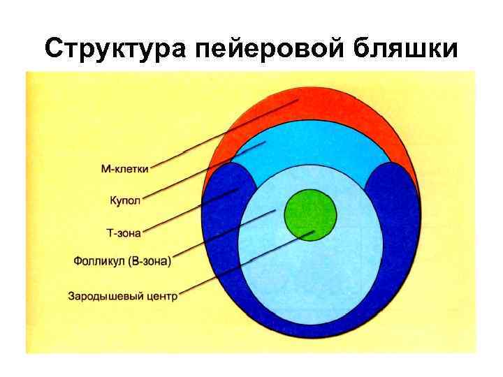 Структура пейеровой бляшки 