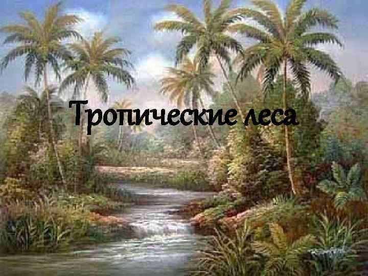 Тропические леса 