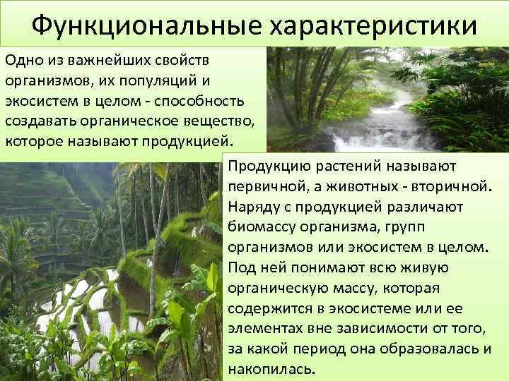   Функциональные характеристики Одно из важнейших свойств организмов, их популяций и экосистем в