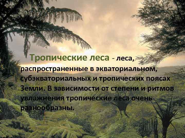  Тропические леса - леса, распространенные в экваториальном, субэкваториальных и тропических поясах Земли. В