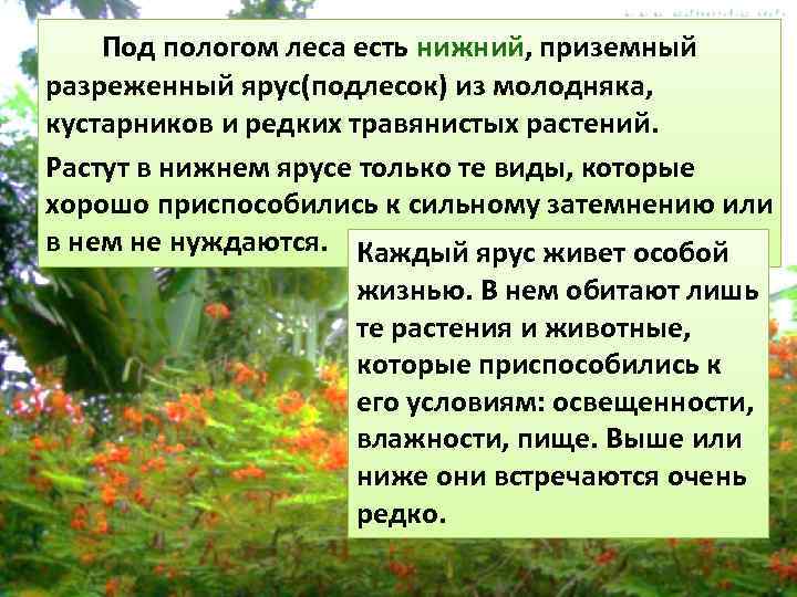   Под пологом леса есть нижний, приземный разреженный ярус(подлесок) из молодняка, кустарников и