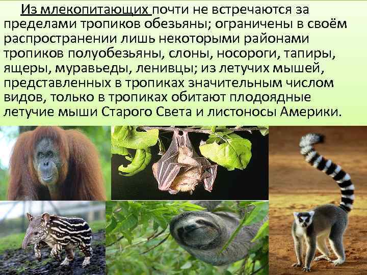  Из млекопитающих почти не встречаются за пределами тропиков обезьяны; ограничены в своём распространении