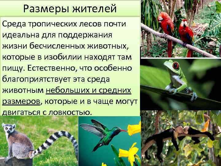   Размеры жителей Среда тропических лесов почти идеальна для поддержания жизни бесчисленных животных,
