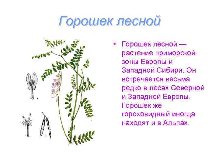 Горошек лесной   • Горошек лесной —   растение приморской  