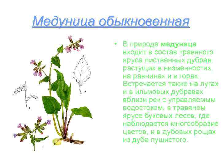 Медуница обыкновенная   • В природе медуница   входит в состав травяного