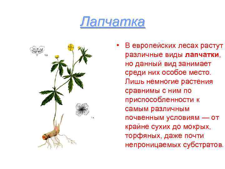 Лапчатка • В европейских лесах растут  различные виды лапчатки,  но данный вид