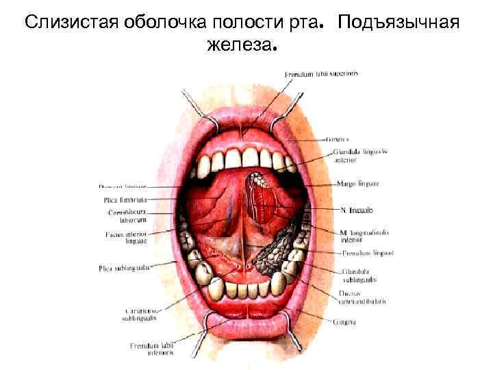 Слизистая оболочка полости рта. Подъязычная    железа. 