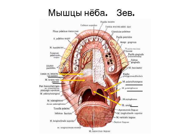 Мышцы нёба. Зев. 
