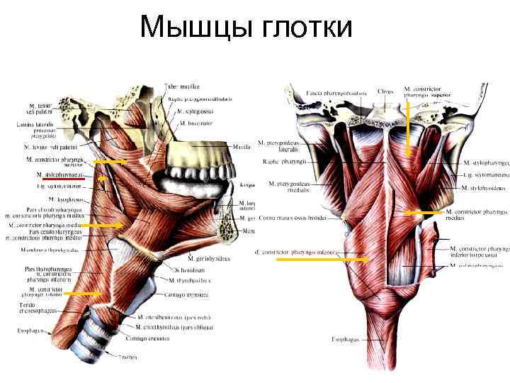 Глотка мышцы. Трубно глоточная мышца глотки. Мышцы констрикторы гортани. Продольные мышцы глотки.