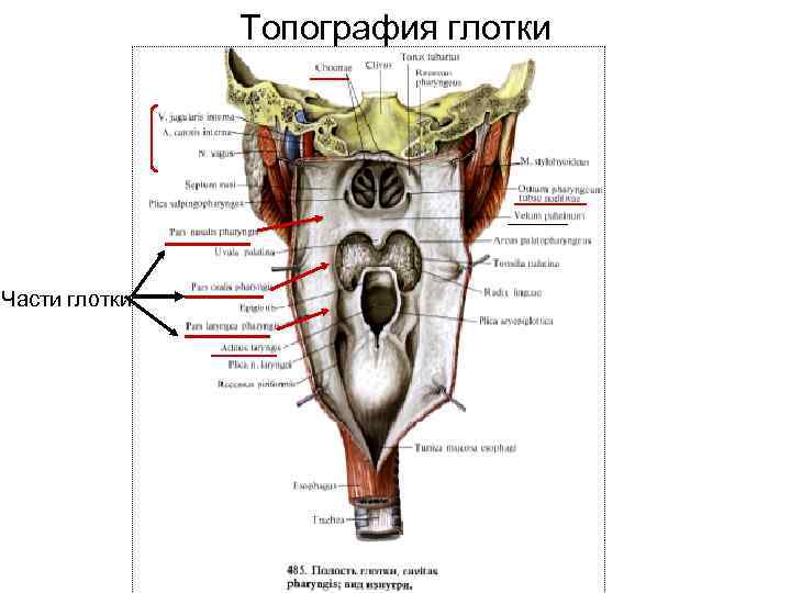     Топография глотки Части глотки 