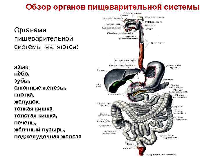 Таблица органы пищевода. Спланхнология пищеварительная система. Спланхнология пищеварительная система анатомия. Топография органов пищеварения таблица. Спланхнология органов пищеварения.