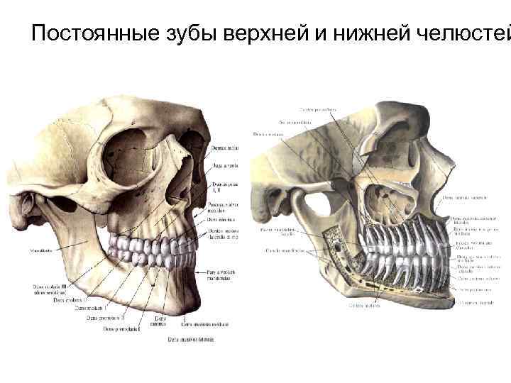 Постоянные зубы верхней и нижней челюстей 