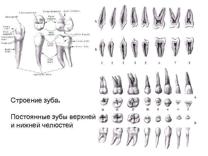 Рисовать анатомию зубов