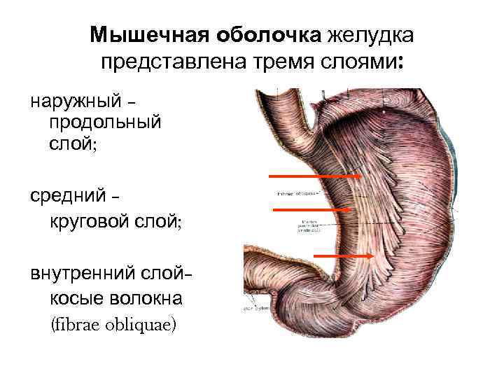 Строение оболочки желудка