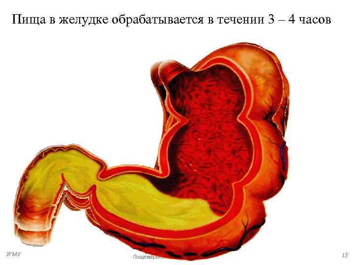  Пища в желудке обрабатывается в течении 3 – 4 часов УГМУ  