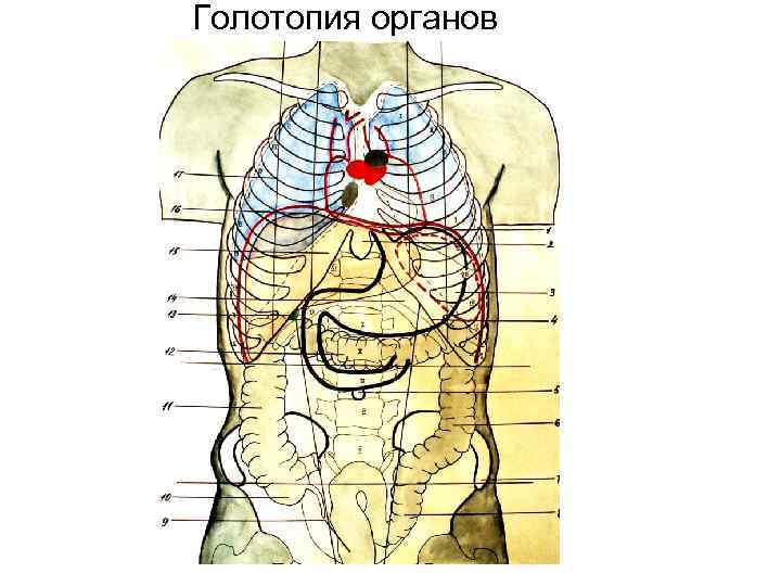 Голотопия органов 