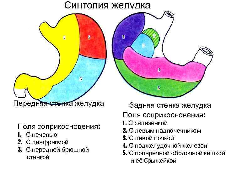    Синтопия желудка Передняя стенка желудка  Задняя стенка желудка  