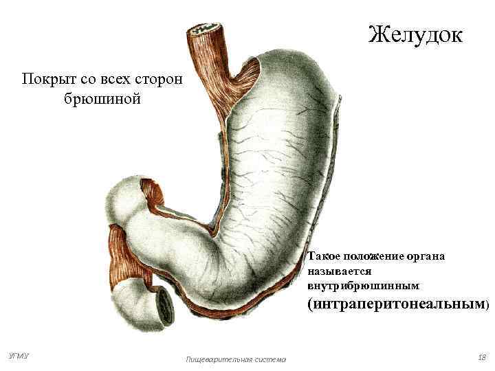 Строение живота у женщин фото