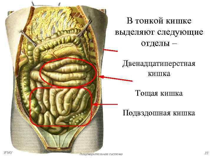 Подвздошная кишка анатомия