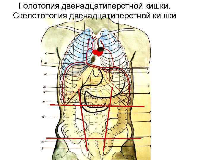 Голотопия поджелудочной железы