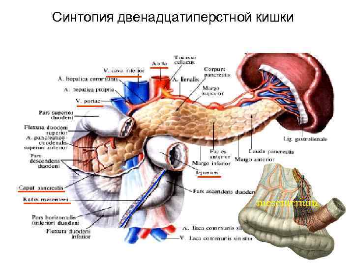 Желудок и двенадцатиперстная кишка. Скелетотопия 12 перстной кишки. Синтопия 12 перстной кишки. Двенадцатиперстная кишка топографическая анатомия. Топография 12 перстной кишки.