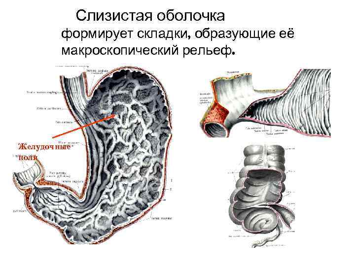 Желудочные поля