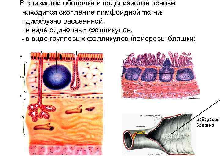 Подслизистая основа какая ткань