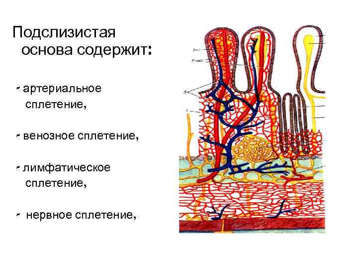 Ауэрбахово сплетение