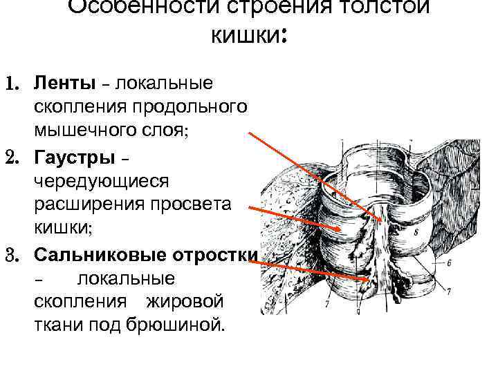  Особенности строения толстой    кишки: 1. Ленты – локальные  скопления