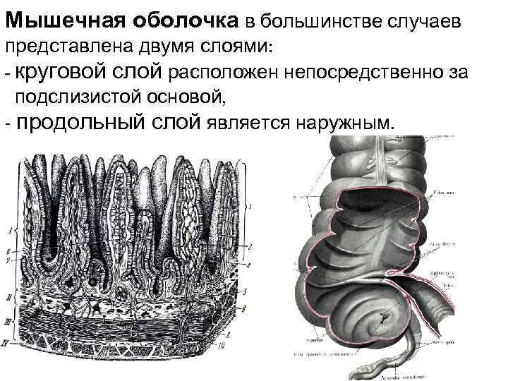 Мышечная оболочка в большинстве случаев представлена двумя слоями: - круговой слой расположен непосредственно за