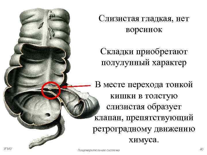    Слизистая гладкая, нет     ворсинок   