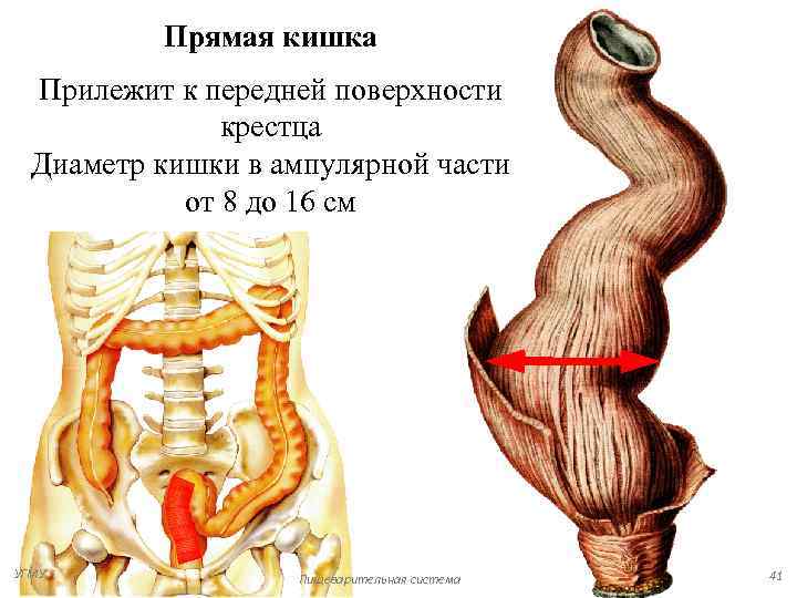    Прямая кишка  Прилежит к передней поверхности    крестца