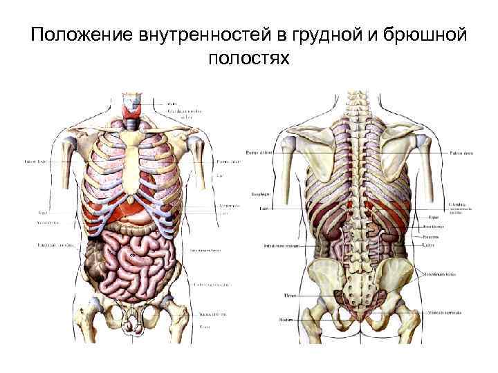 Расположение внутренних органов мужчины в брюшной полости. Строение внутренних органов сбоку.
