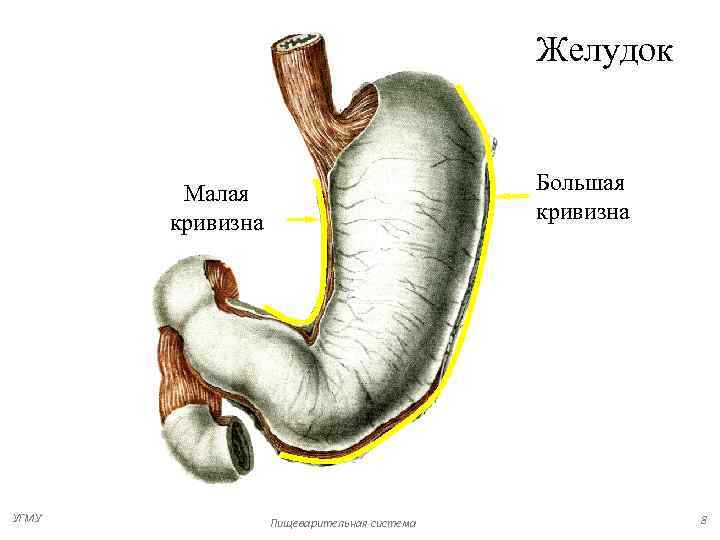 Схема строения желудка рисунок