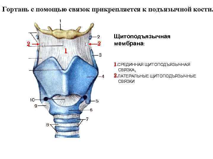Гортань с помощью связок прикрепляется к подъязычной кости. Щитоподъязычная Гортань с помощью связок прикрепляется к подъязычной кости. Щитоподъязычная