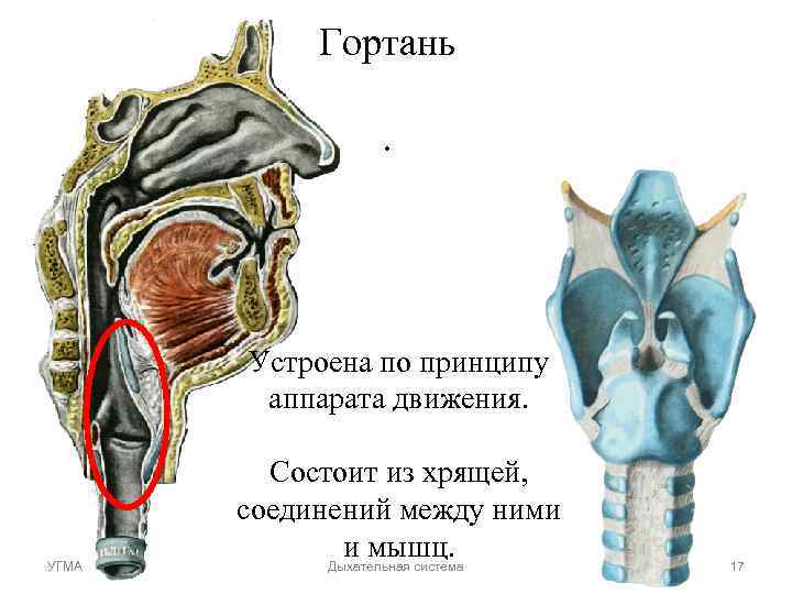 Гортань . Устроена по принципу Гортань . Устроена по принципу