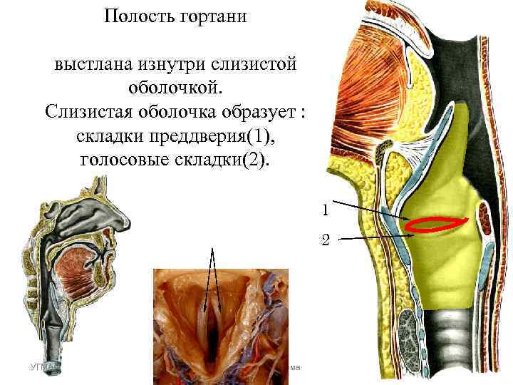 Полость гортани выстлана изнутри слизистой оболочкой. Слизистая оболочка образует : Полость гортани выстлана изнутри слизистой оболочкой. Слизистая оболочка образует :
