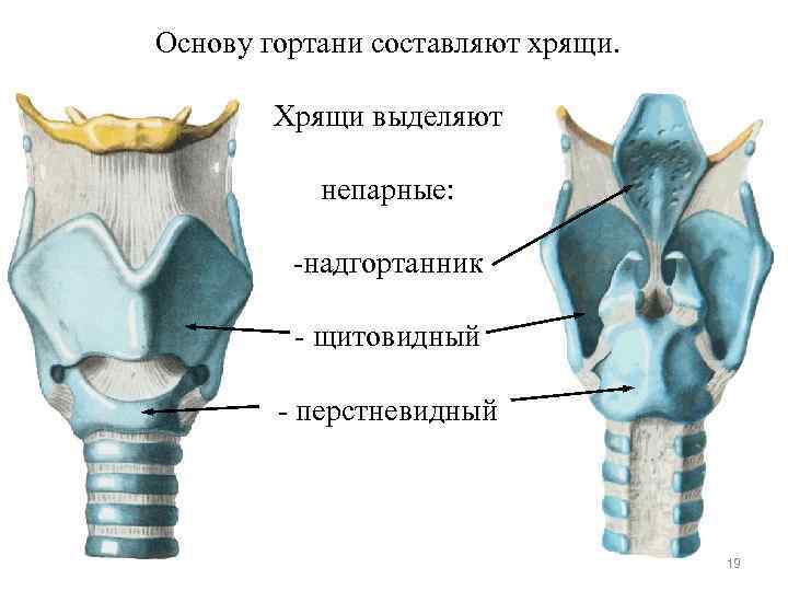 Основу гортани составляют хрящи. Хрящи выделяют непарные: -надгортанник - Основу гортани составляют хрящи. Хрящи выделяют непарные: -надгортанник -