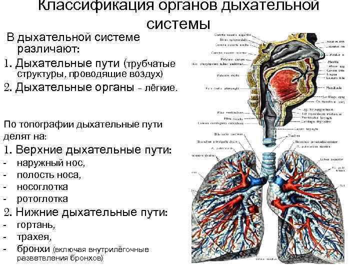 На примере 2 х любых органов дыхательной системы докажите взаимосвязь строения органа и его функции