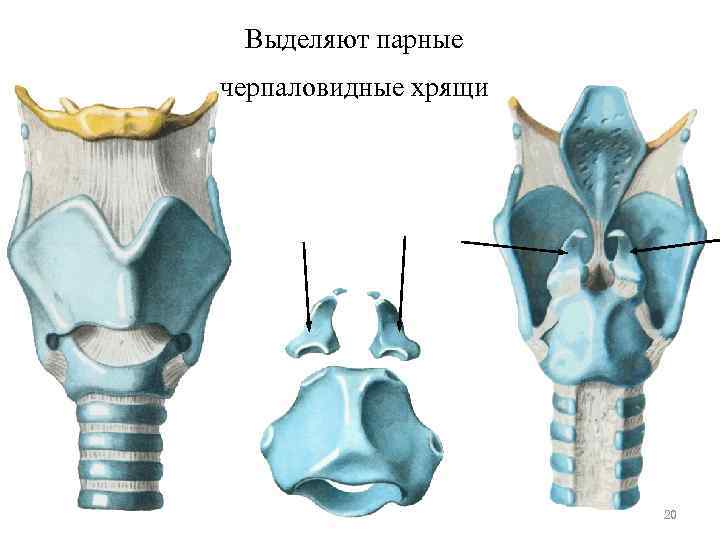 Выделяют парные черпаловидные хрящи 20 Выделяют парные черпаловидные хрящи 20