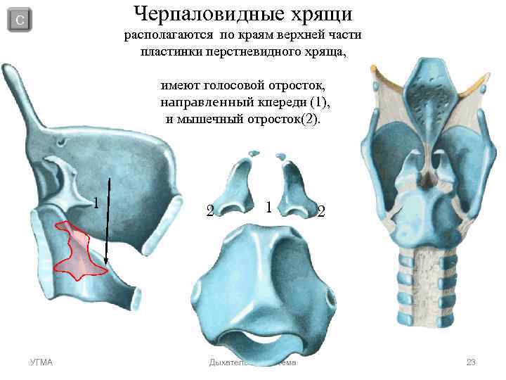 С Черпаловидные хрящи располагаются по краям верхней части С Черпаловидные хрящи располагаются по краям верхней части